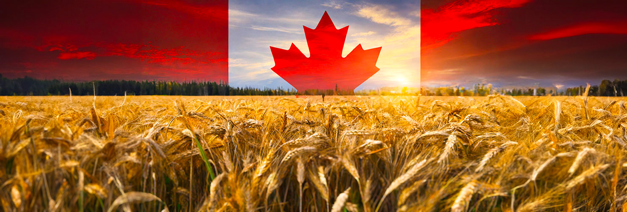 Canada Flag and field